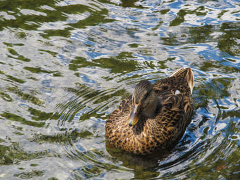 Close-up of duck swimming in lake