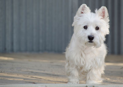 Minimalist portrait of west highland white terrier white dog standing outdoors looking at camera