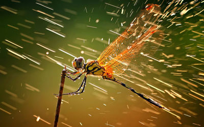 Close up of dragonfly and waterdrops