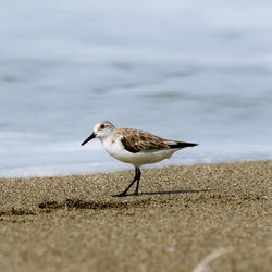 Sandpiper on shore at beach