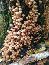 Close-up of mushrooms growing on tree