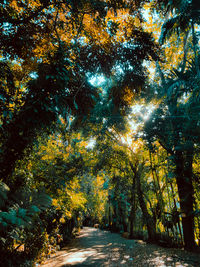 Trees in forest during autumn