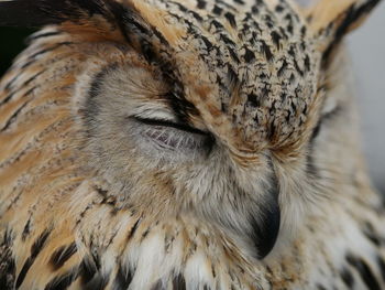 Close-up of eyes closed eagle owl