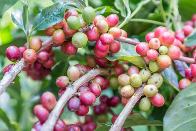 Close-up of cherries growing on tree