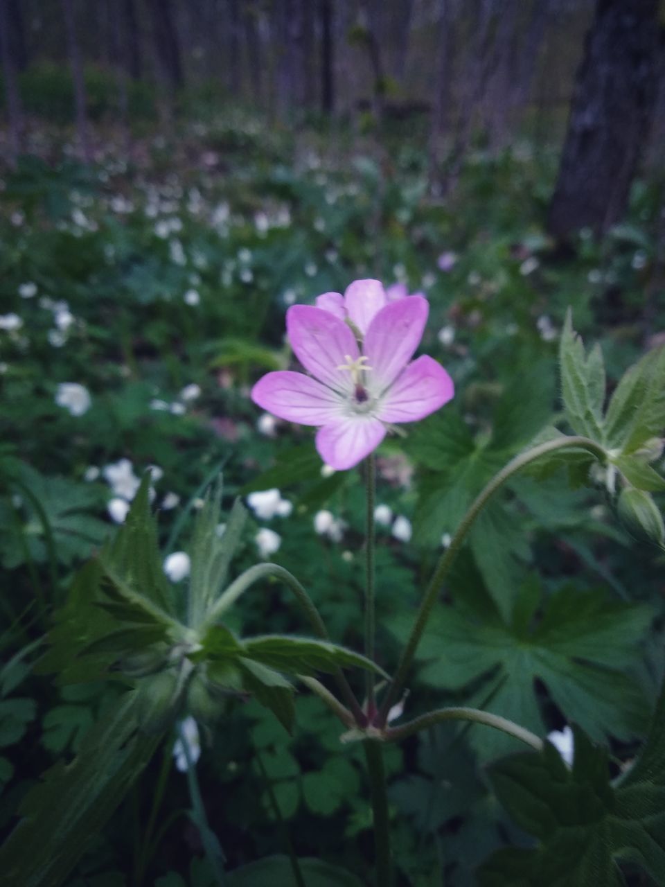 CLOSE-UP OF PURPLE FLOWERING PLANT