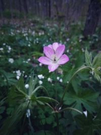 Close-up of pink flowering plant