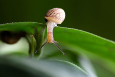 Close-up of snail on leaf