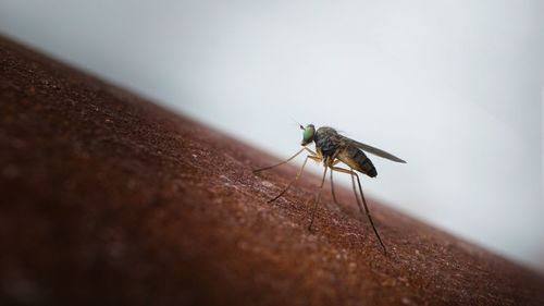 Close-up of fly