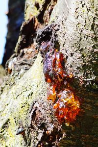 Close-up of lichen on tree trunk