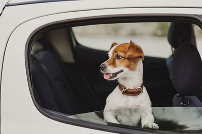 Dog looking away in car