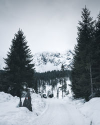 Pine trees on snow covered mountain against sky