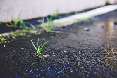 Close-up of young plant by road