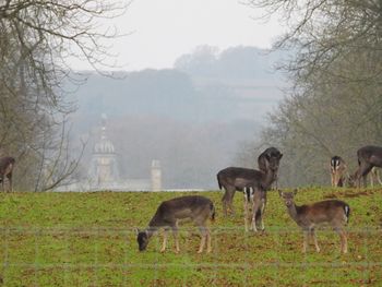 Horses grazing in a field