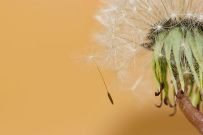 Close-up of dandelion on plant during sunset