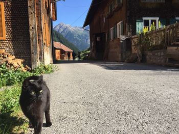 Dog on footpath by street