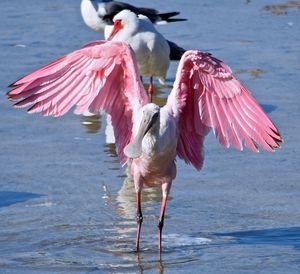 Roseate spoonbill wading in lake