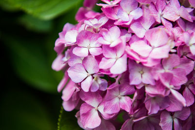 Close-up of pink hydrangea blooming outdoors