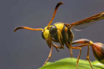 Close-up of insect on plant