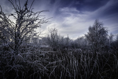 Low angle view of bare trees against sky