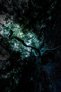 Low angle view of trees in forest against sky