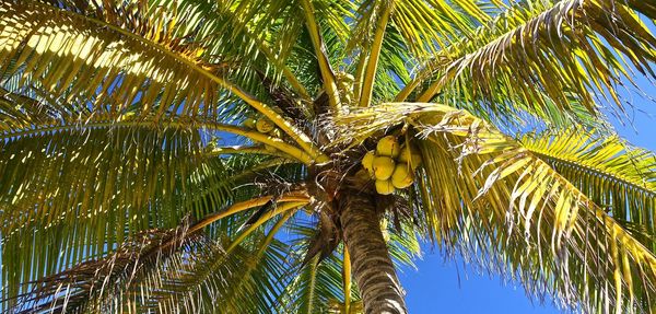 Low angle view of palm tree