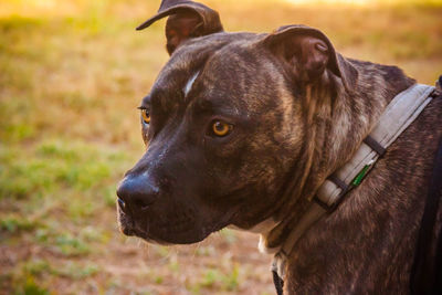 Close-up of dog