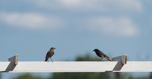 Birds perching on railing against sky