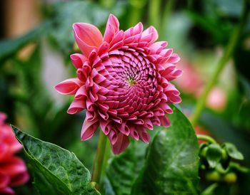 Close-up of pink dahlia