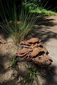 Close-up of tree stump