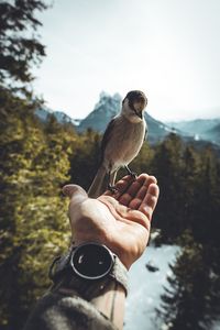 Close-up of man holding bird perching on tree against sky