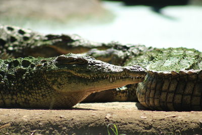 Close-up of lizard on rock