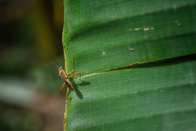 Close-up of insect on leaf