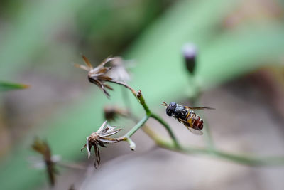 Close-up of bee pollinating on flower