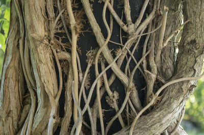 Close-up of tree trunk in forest