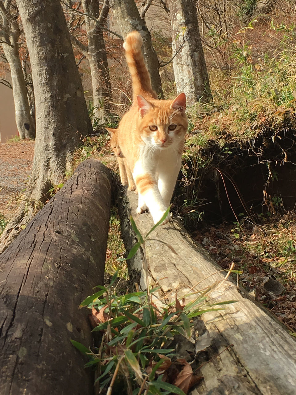 CAT IN A TREE TRUNK