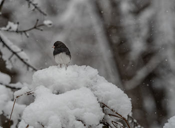Bird perching on snow covered during winter