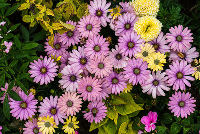 High angle view of purple flowering plants