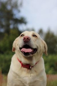 Close-up of dog looking away