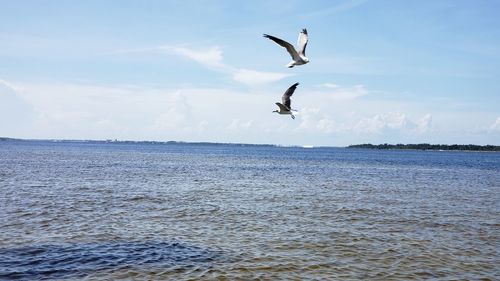 Seagull flying over sea against sky