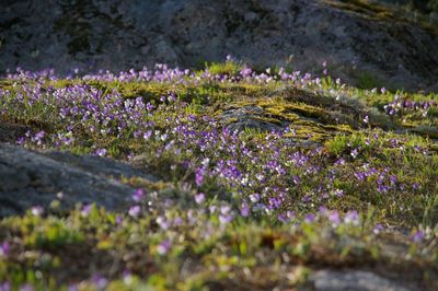 Purple flowers growing on field