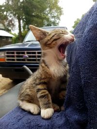 View of cat yawning