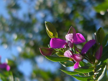 Close-up of pink flowers