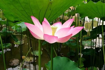 Close-up of lotus water lily in lake