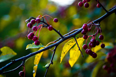 Close-up of berries growing on tree