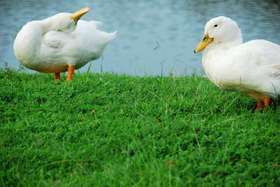 White duck on field