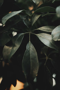 Close-up of fresh green leaves