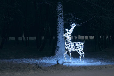 View of light deer on snow covered land