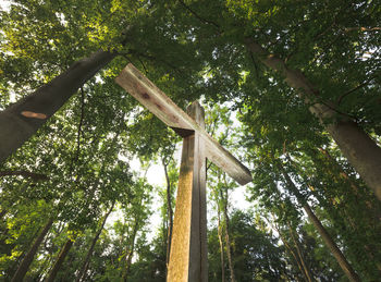 Low angle view of bamboo trees in forest