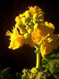 Close-up of yellow flowers