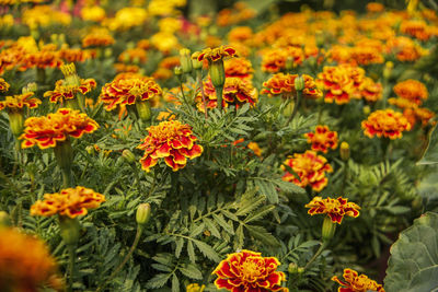 Close-up of orange flowers